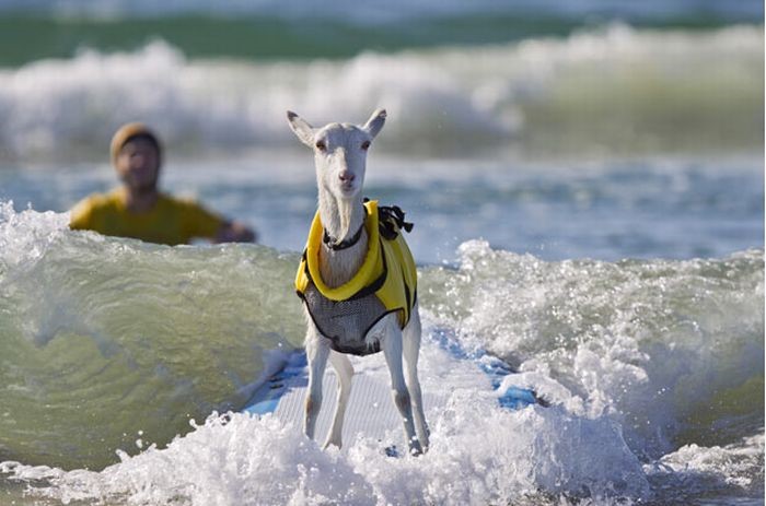 clases de surf fuerteventura