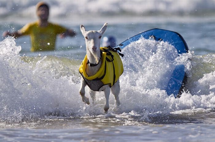 clases de surf fuerteventura