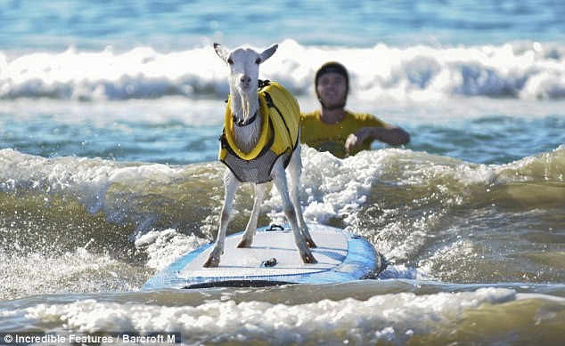 clases de surf fuerteventura