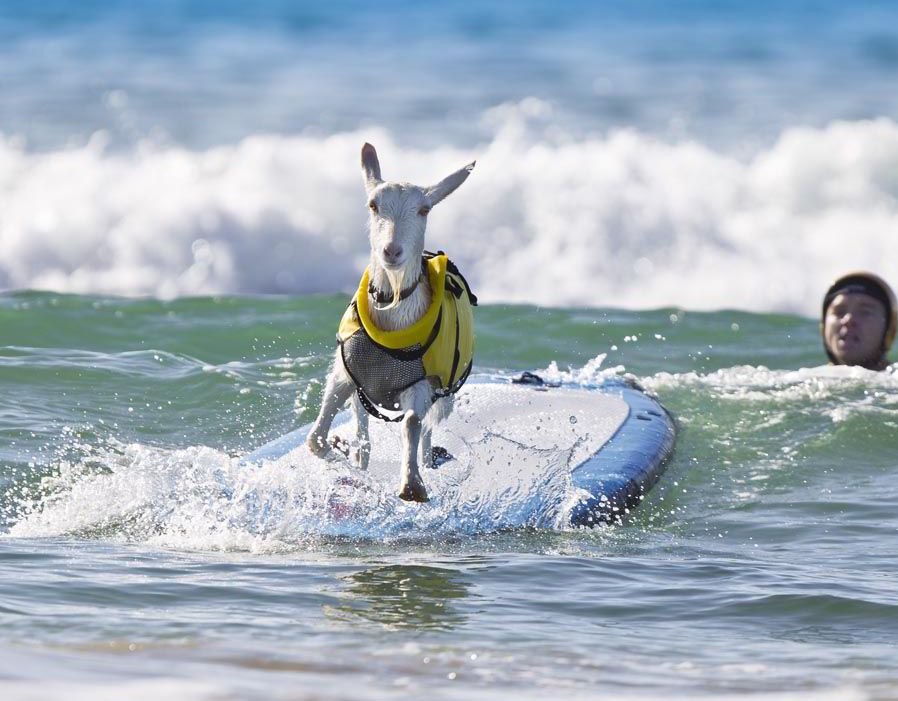 clases de surf fuerteventura